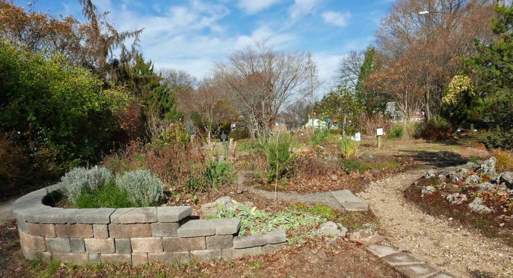 Lavandula angustifolia ‘Hidcote’ (lavender) and Stachys byzantina (lambs’ ears) in December 2020 will stay green most winters.