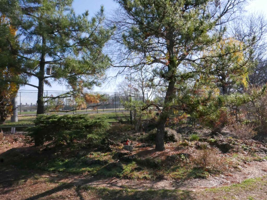 The Large Tufa Garden with the Pollinator Garden behind right in December 2021.