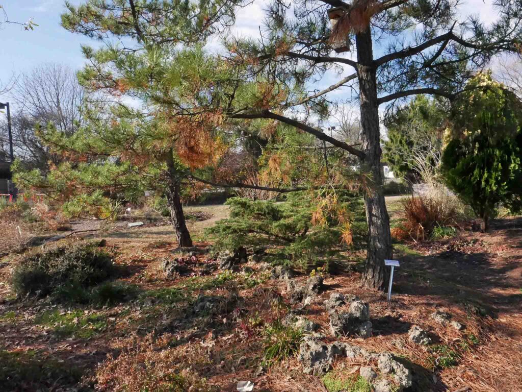 The Large Tufa Garden in December 2021.