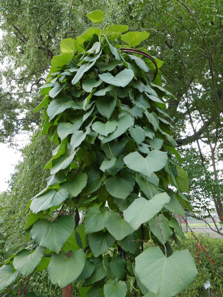 Native Aristolochia macrophylla (pipevine) is larval host to the pipevive swallowtail butterfly in July 2019.