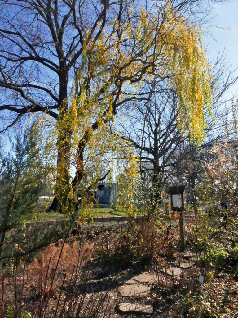 Salix matsudana (curly or corkscrew willow) provides the last of the season's colorful foliage with its golden weeping branches in December 2021.