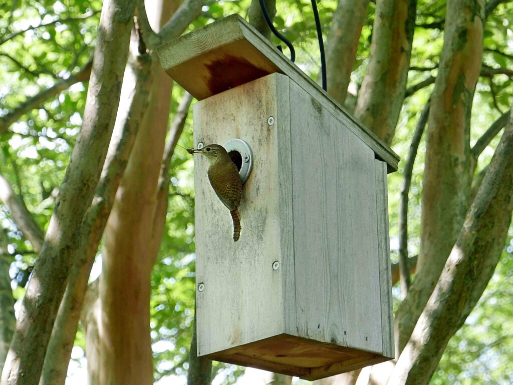 A house wren carries food to its chicks inside a house hanging from a crape myrtle in June 2020.