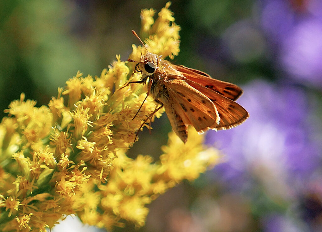 Fiery skipper butterfly on goldenrod in October 2017.