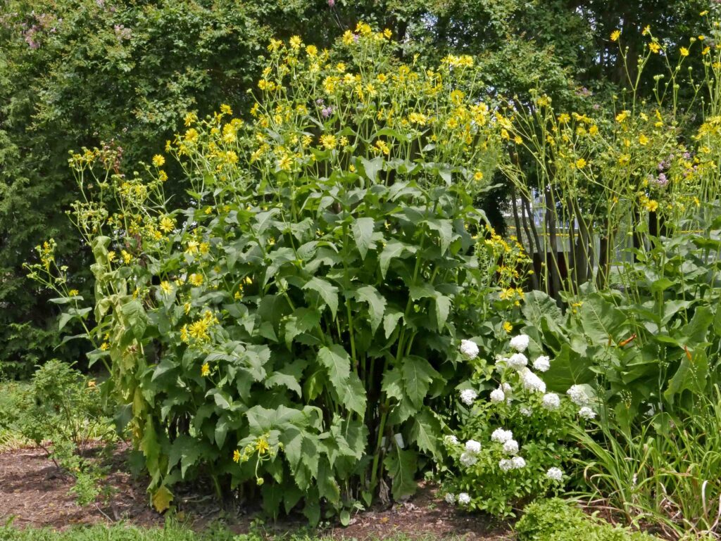 Silphium perfoliatum (cup plant), S. terebinthinaceum (prairie dock), and white hydrangea in The Berm in August 2020.