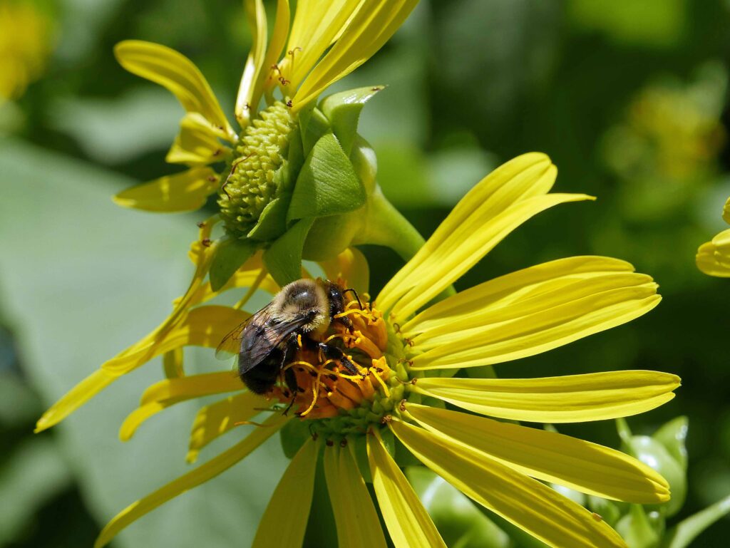 Common eastern bumble bee on cup plant in July 2019