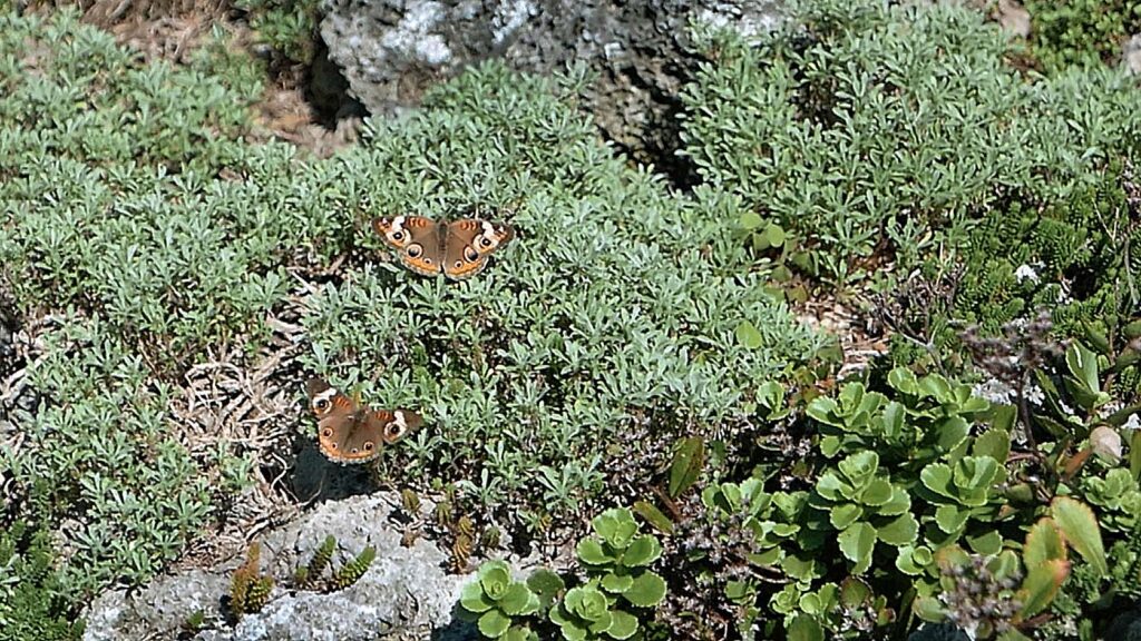 Common buckeye butterflies on the foliage of Iberis sempervirens (rock candytuft) amidst the tufa rocks in September 2018.