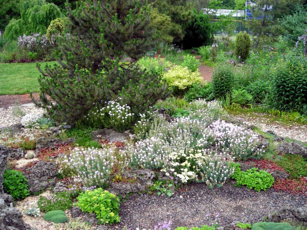 Spring blooms in the small tufa garden (front) and in the large tufa garden behind the black pine.