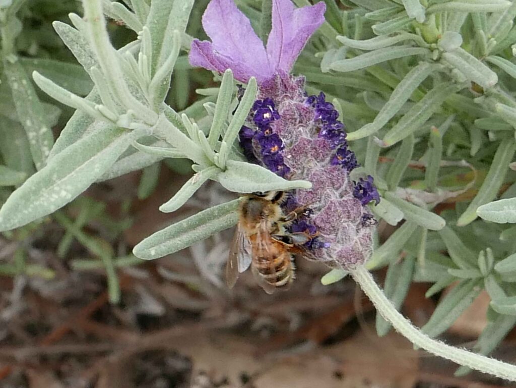 French or Spanish lavender with honey bee in May 2019.