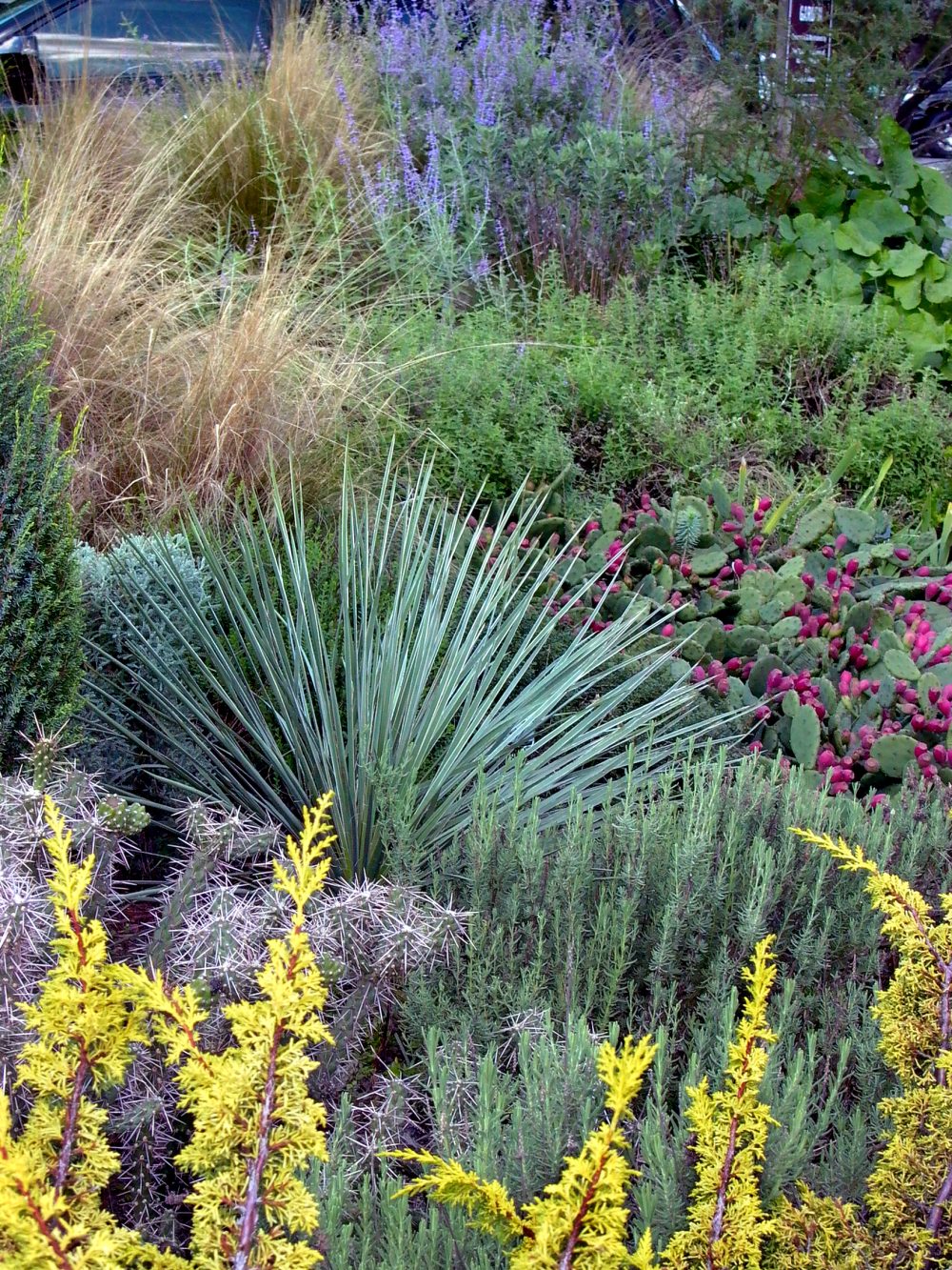The garden is a mélange of textures and colors in October 2011.
