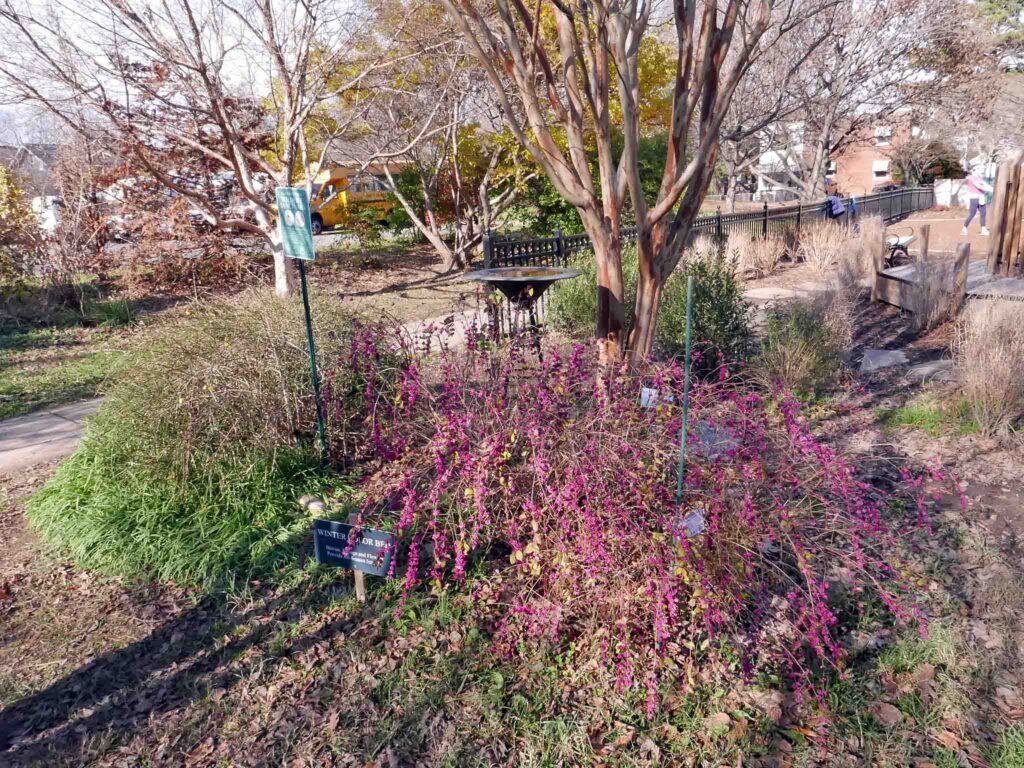 Symphoricarpus x chenaultii (pink-fruited snowberry) In the Winter Color Bed in December 2021.