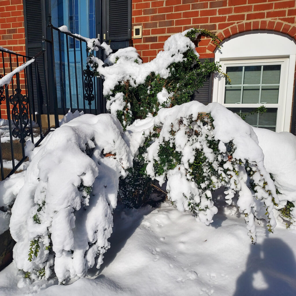 Sky Pencil Holly in snow sections separating