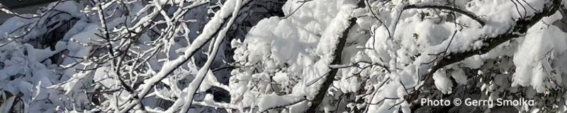 Heavy snow damaged dogwood branch