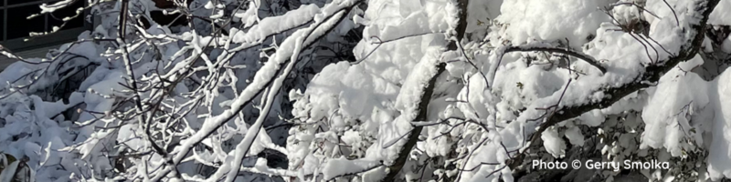 Heavy snow damaged dogwood branch
