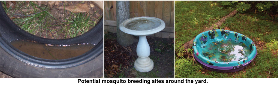 tire, bird bath, child's wading pool with standing water