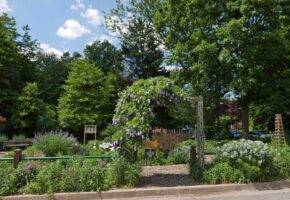 The Sunny Garden in May featuring American wisteria abloom on the arbor.