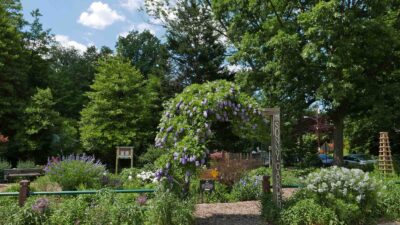 The Sunny Garden in May featuring American wisteria abloom on the arbor.