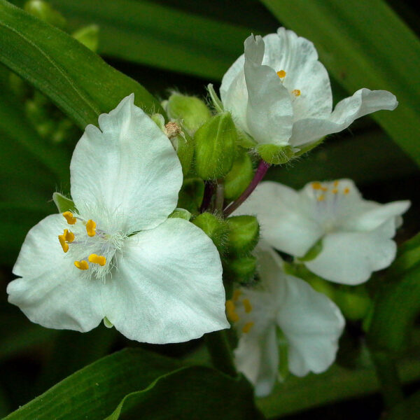 Tradescantia virginiana (spiderwort) with rarer white flower