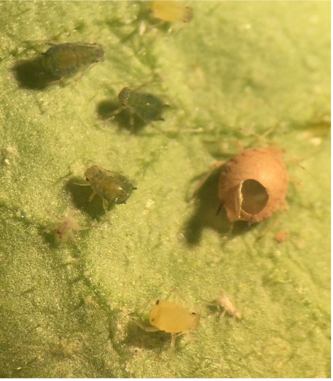 Two spotted aphids and Trichogramma wasp parasitized aphid mummy in center