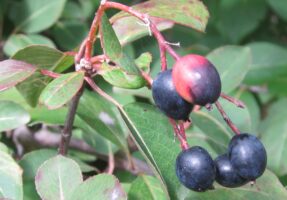 Ripe drupes of the Viburnum prunifolium (Black Haw) in October
