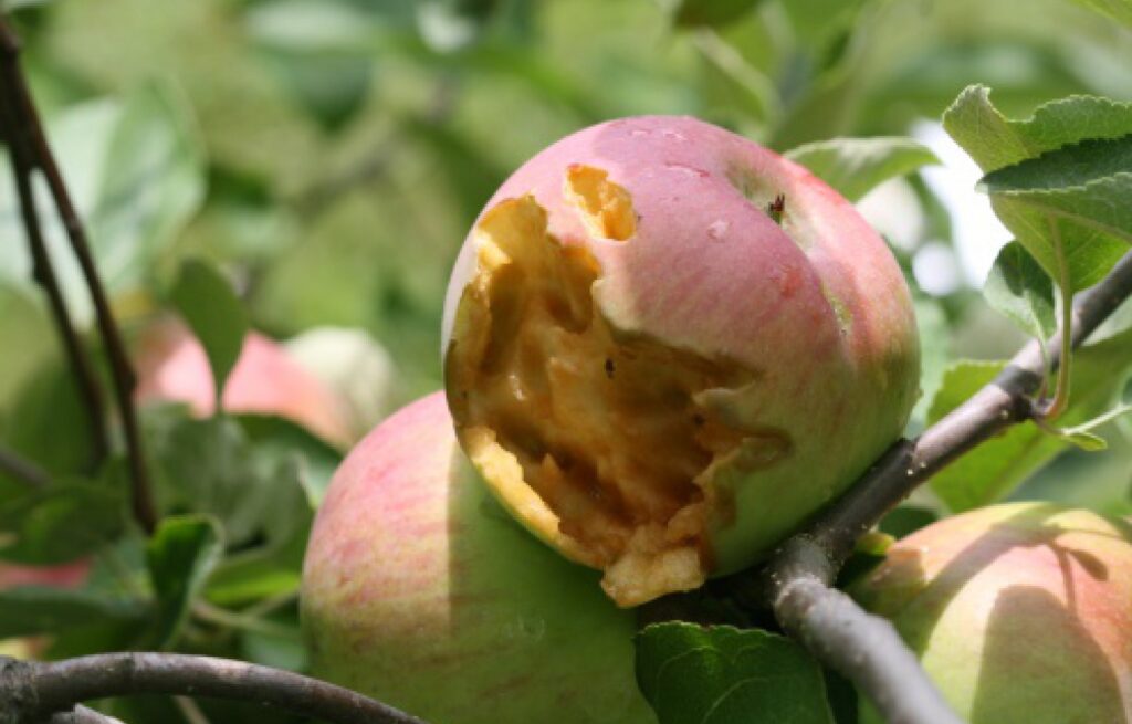Bird damage to apples