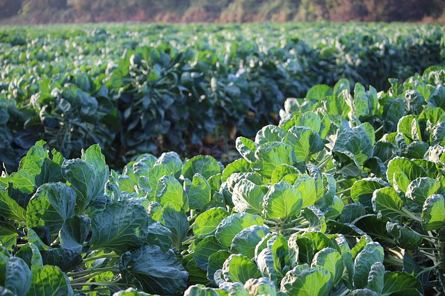 Brussel sprouts in sunny field