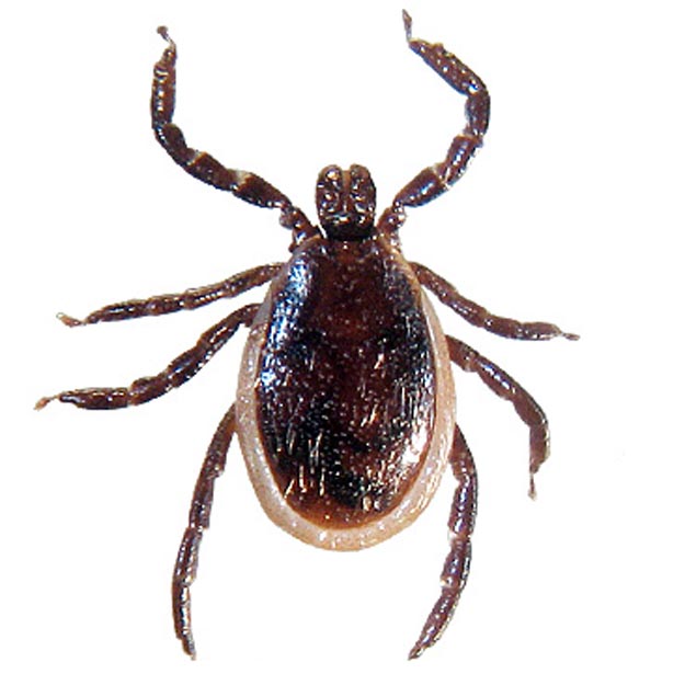 Adult male deer tick