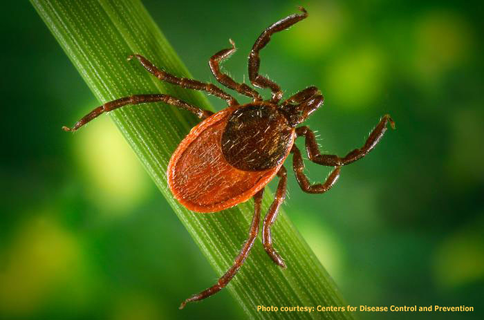 The black-legged or deer tick is the only tick that transmits the bacterium that causes Lyme disease.