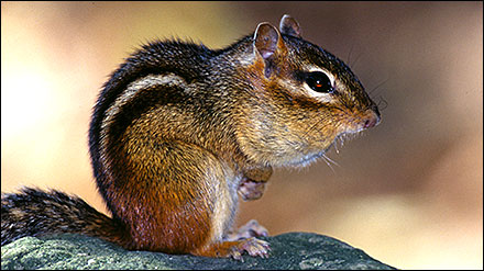 Chipmunk