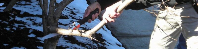 This is the first cut, from the bottom, about a quarter to a third deep, in the three-cut technique of branch removal.