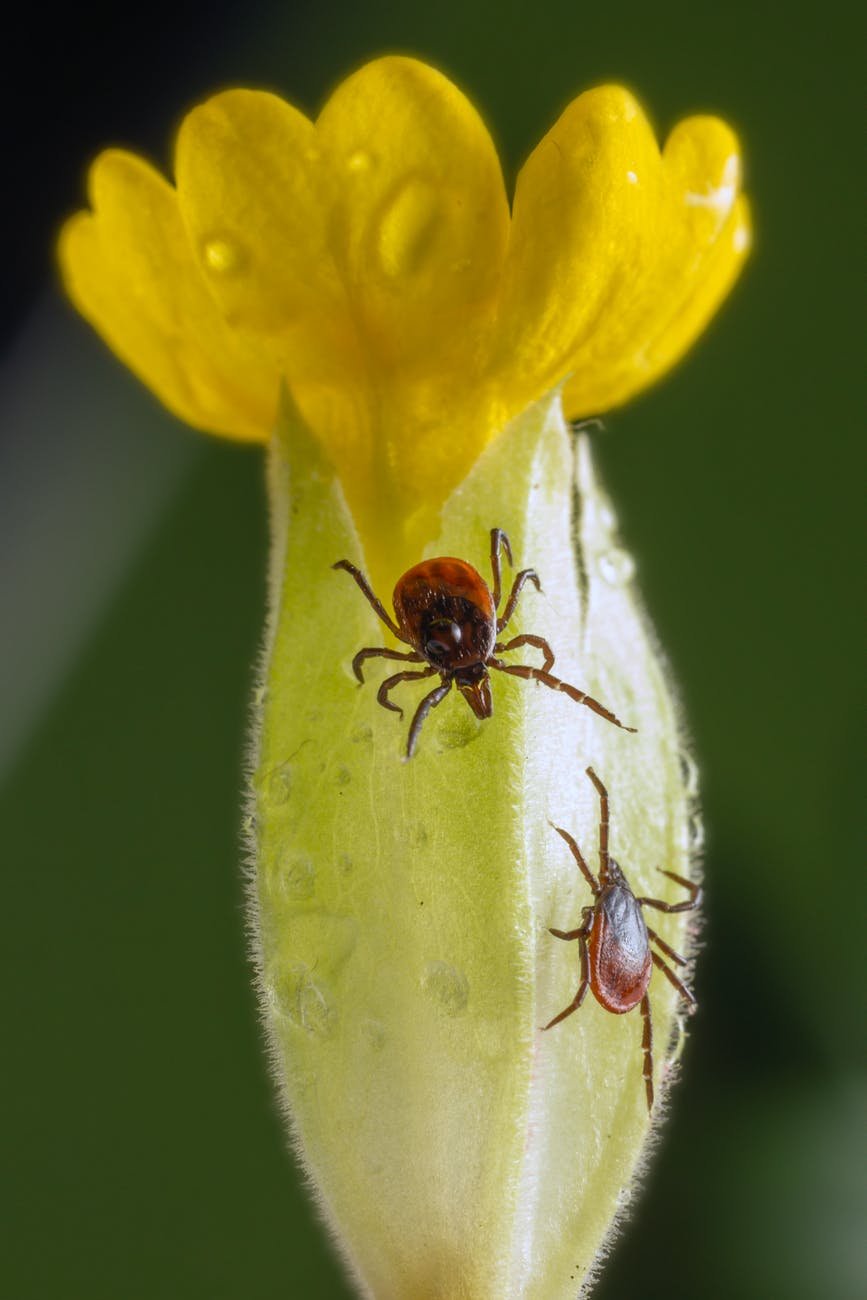brown and black beetle on yellow flower
