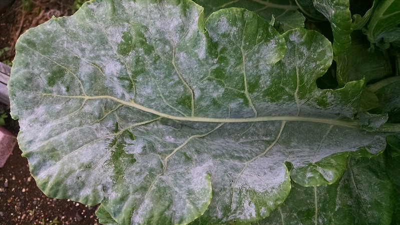 Powdery Mildew on crucifer