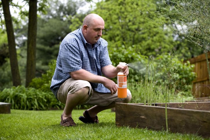Man spraying insecticide on flower bed