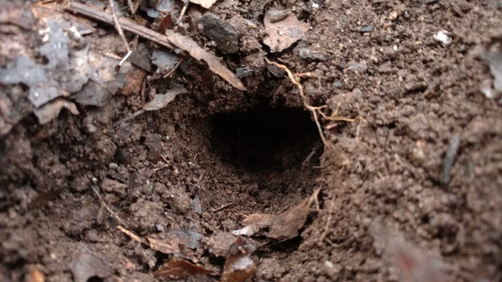 Pine voles create golf ball-sized exit holes in their tunnels.