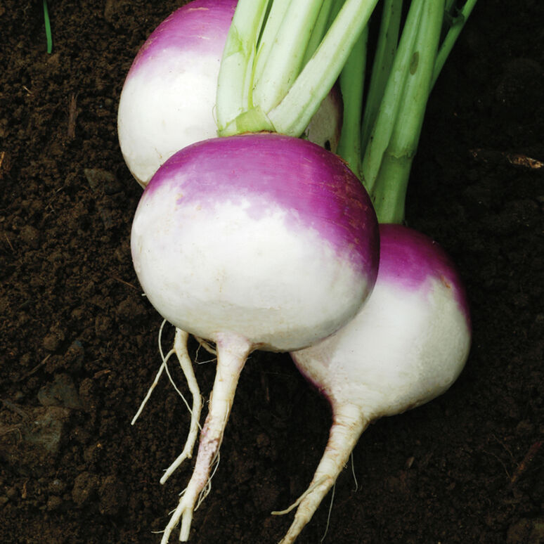 Purple Top White Globe
Organic Turnip