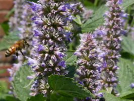 Agastache foeniculum (Anise Hyssop):