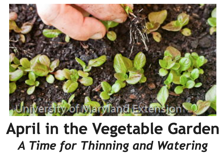 April in the Vegetable Garden Between the Rows Header