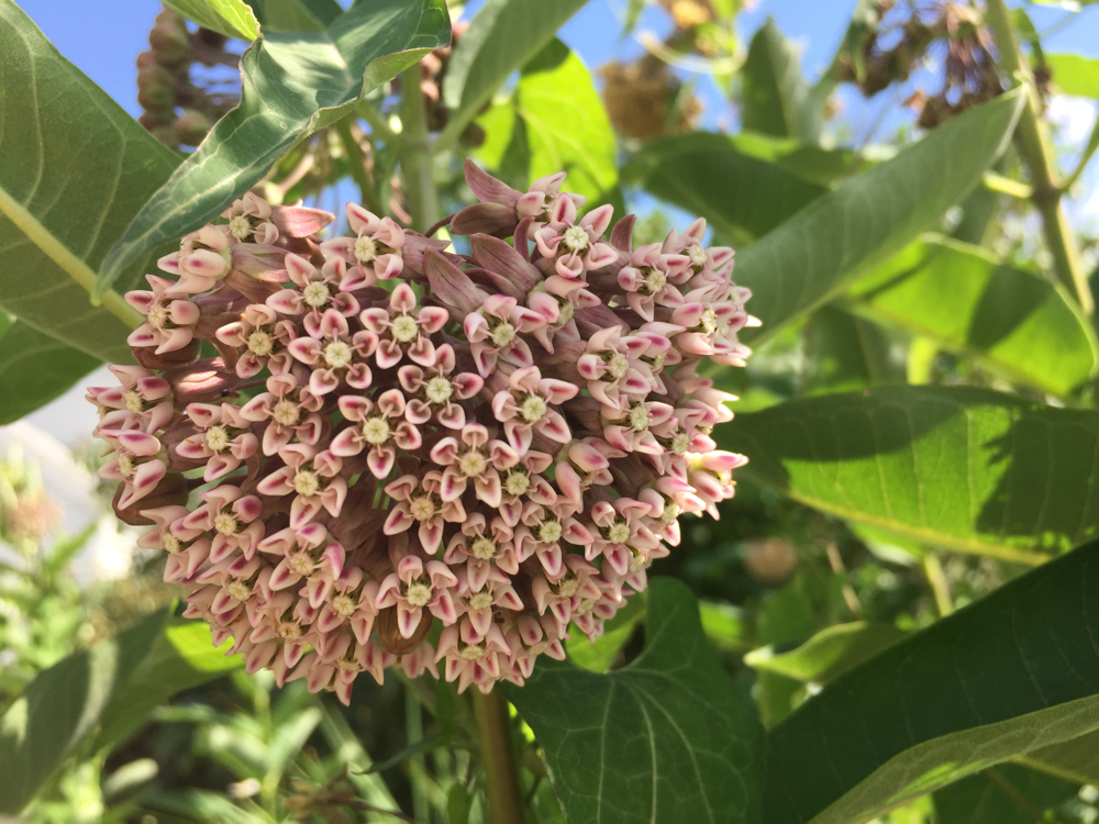 Asclepias syriaca (Common Milkweed)