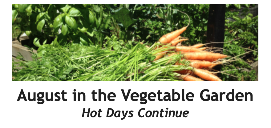 August in the Vegetable Garden Between the Rows Header