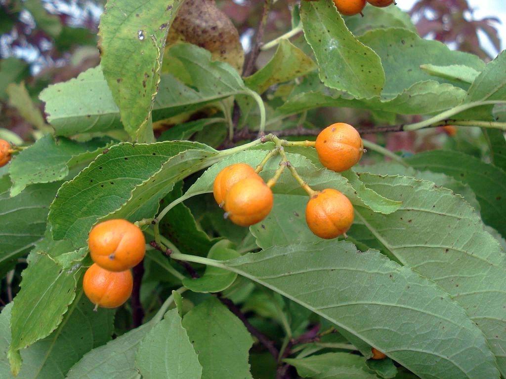 American Bittersweet (Celastrus scandens) berries