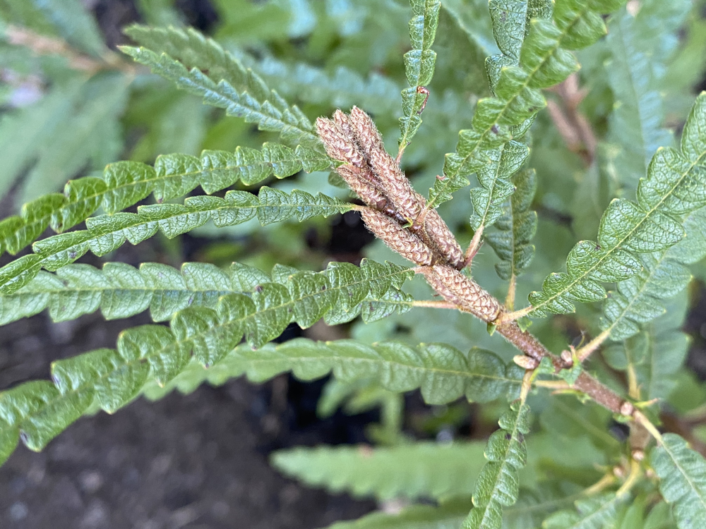 10.	Sweetfern (Comptonia peregrina): 