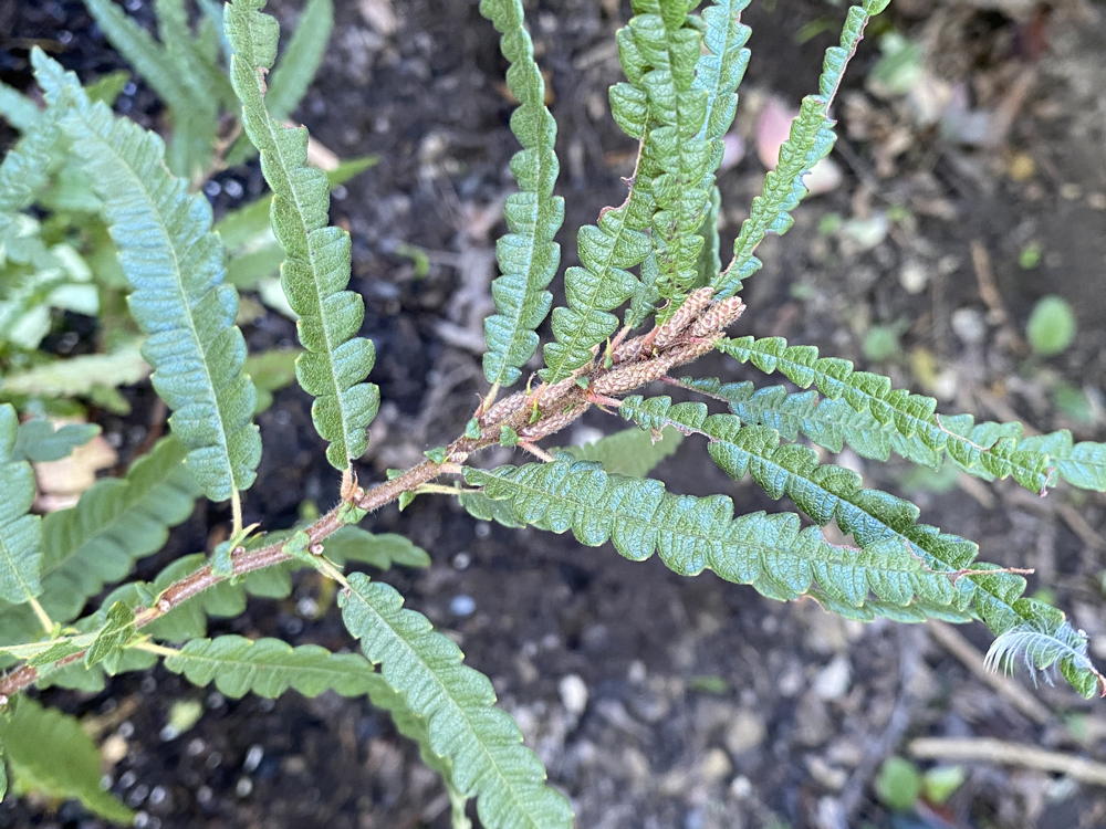 Comptonia peregrina (sweetfern)