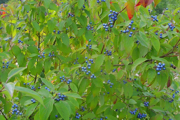 Cornus amomum (silky dogwood)
