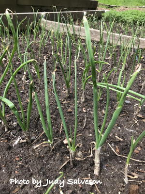 Day-neutral onion starts planted this March in a raised bed