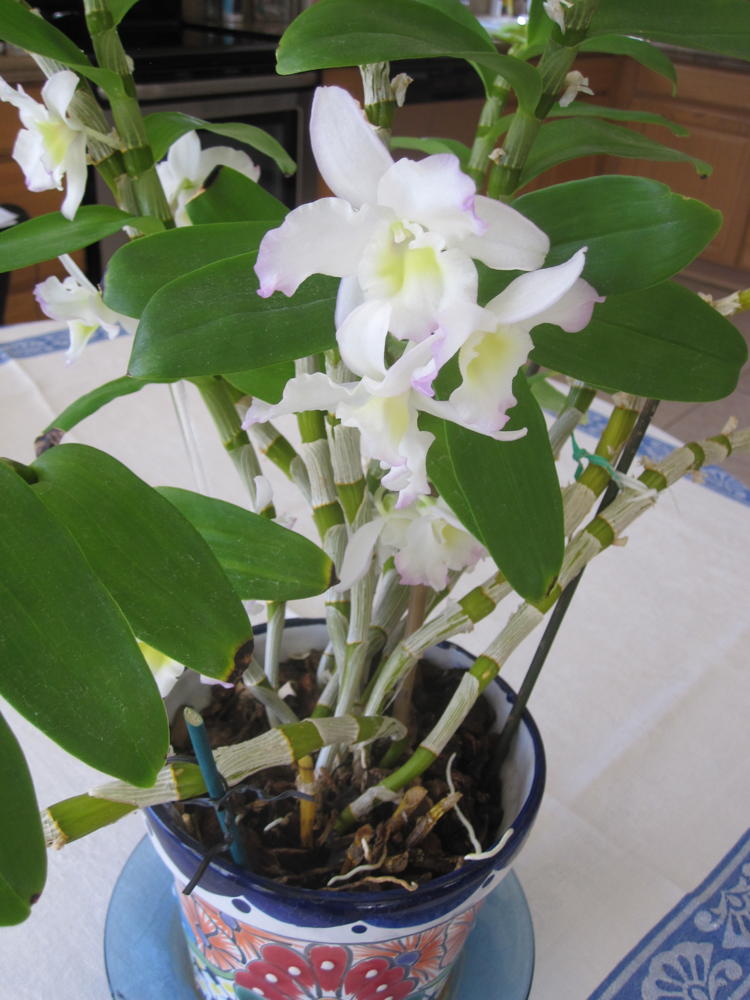 A happy Dendrobium nobile full of fragrant blossoms