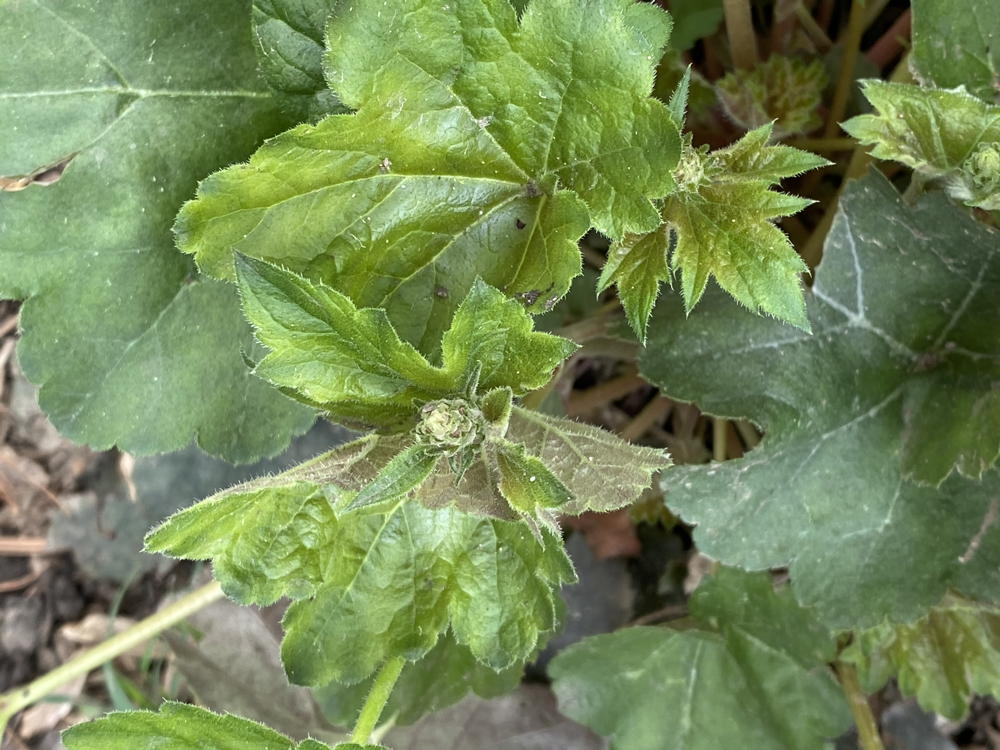 Heuchera americana (American alumroot)