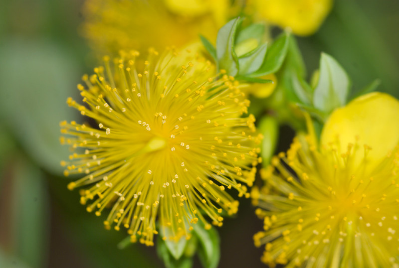 Hypericum prolificum (shrubby St. John’s wort) 
