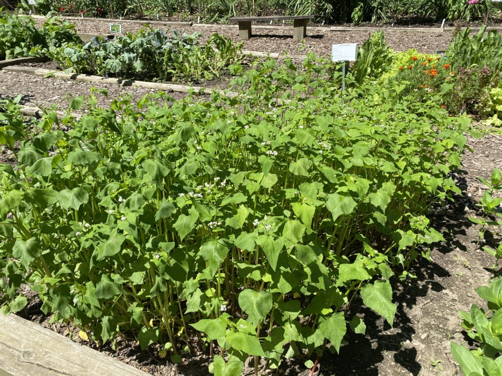 Flowering buckwheat