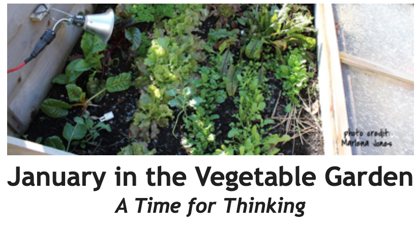 January in the Vegetable Garden Between the Rows Header