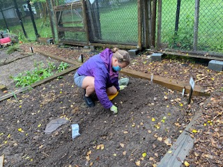 Kristi Provasnik planting bush beans.