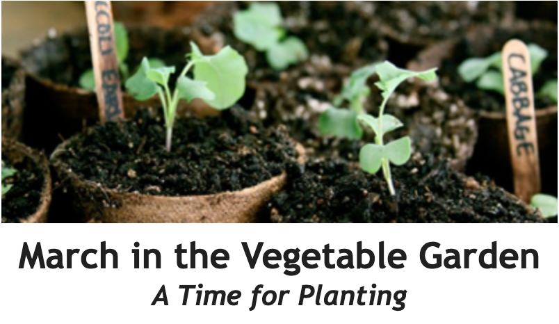 March in the Vegetable Garden Between the Rows Header